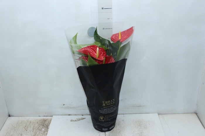 <h4>ANTHURIUM MICHIGAN P17 PREMIUM</h4>
