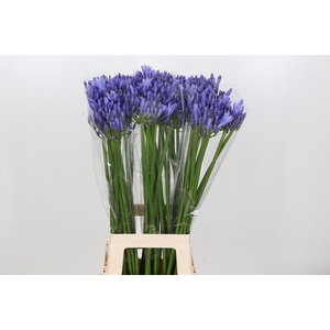 Agapanthus Blue Heaven