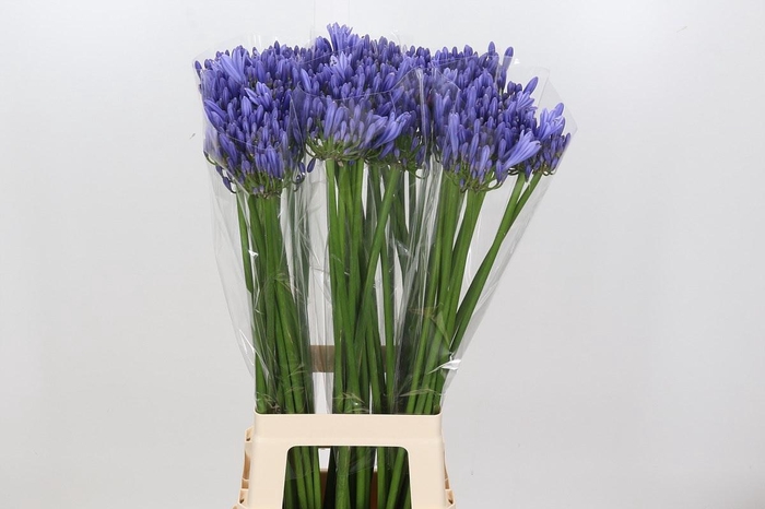 <h4>Agapanthus Blue Heaven</h4>