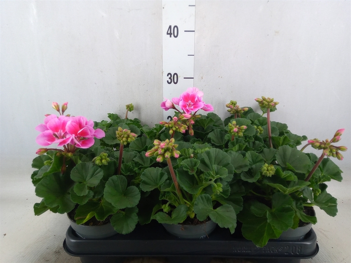 <h4>Pelargonium zona.   ...F1</h4>