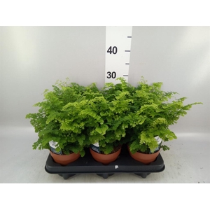Adiantum raddi. 'Fritz-Luthi'