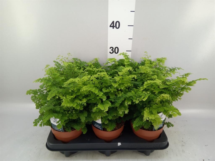 <h4>Adiantum raddi. 'Fritz-Luthi'</h4>