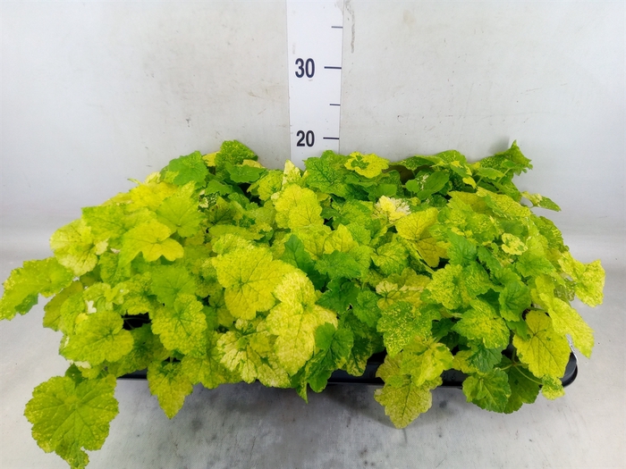 <h4>Tolmiea menziesii   ...variegated</h4>