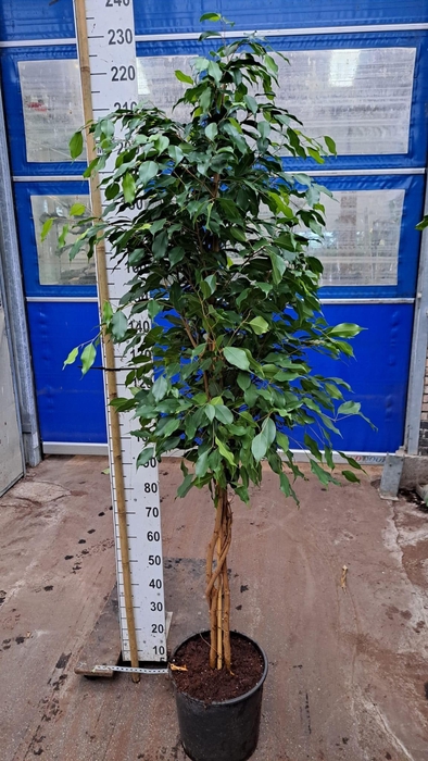 <h4>Ficus Exotica multistam 210</h4>