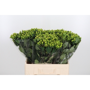 Hyp Mag Green Power
