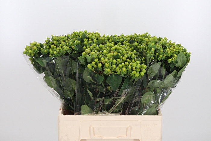 <h4>Hyp Mag Green Power</h4>