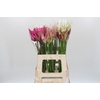 Nerine Mix