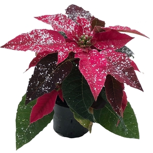 Princettia DarkPink met glitters zilver
