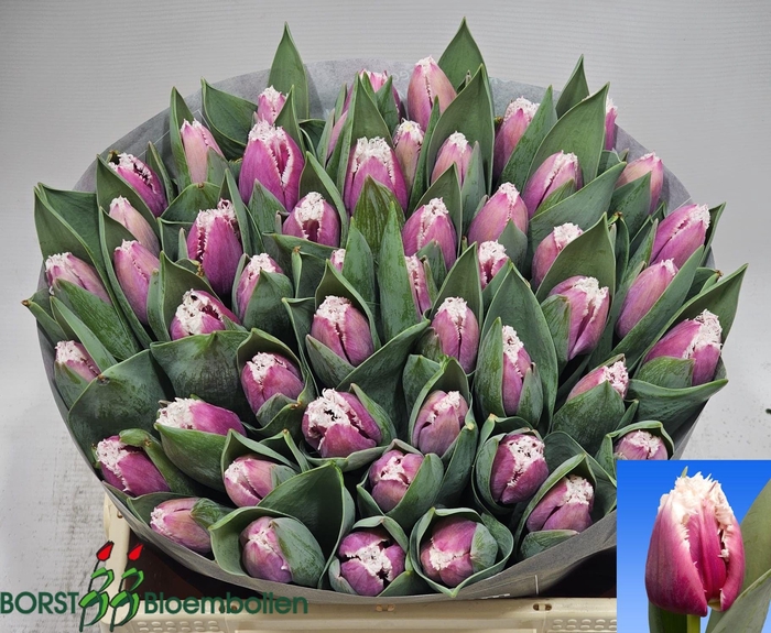 <h4>TU FR SAN STEFANO</h4>