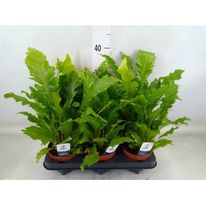Asplenium nidus 'Campio'