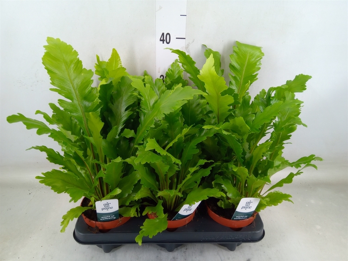 <h4>Asplenium nidus 'Campio'</h4>