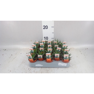 Haworthia fasciata 'Concolor'