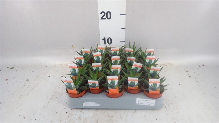 <h4>Haworthia fasciata 'Concolor'</h4>