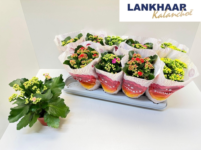 KAL GE PERF GEM 5 KL