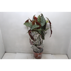 BEGONIA MACULATA P17 PO