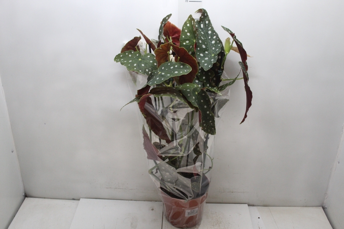<h4>BEGONIA MACULATA P17 PO</h4>