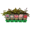 Astilbe