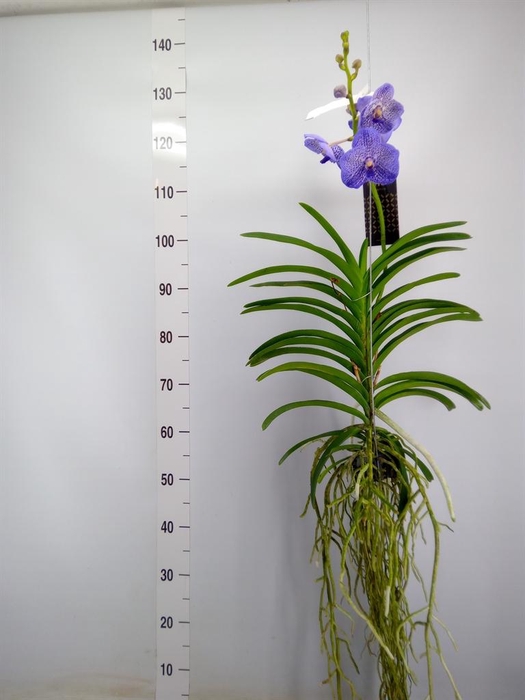 <h4>Vanda hybrids</h4>