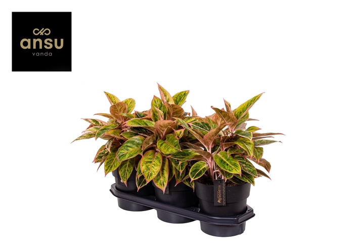 <h4>Aglaonema Salmon Fantasy</h4>