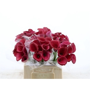 Calla Red Salsa | Dubbelbloemig
