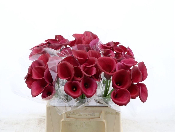 <h4>Calla Red Salsa | Dubbelbloemig</h4>