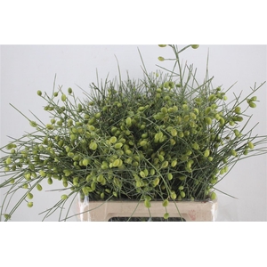 Ginster Berry Green P Bunch