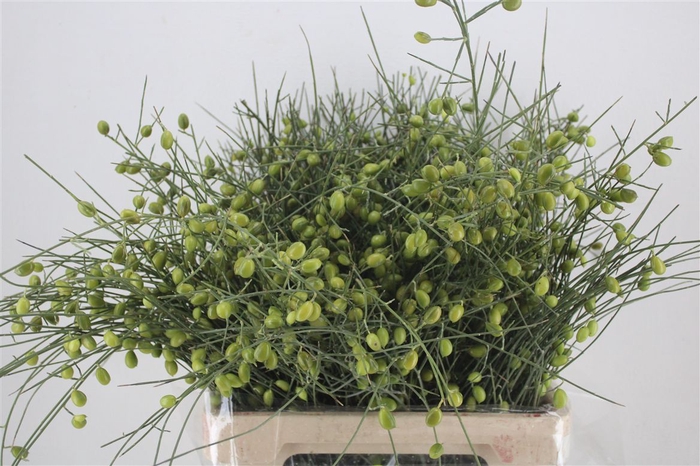 <h4>Ginster Berry Green P Bunch</h4>