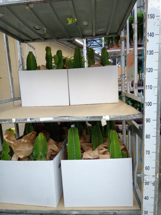 <h4>Euphorbia ingens</h4>