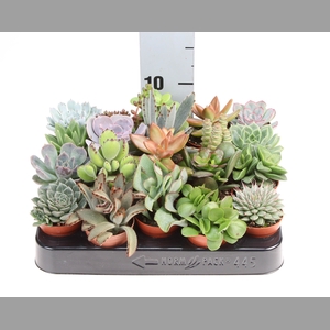 Succulents   ...