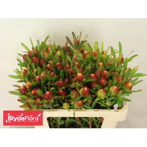 LEUCAD AYOBA CH PEAR