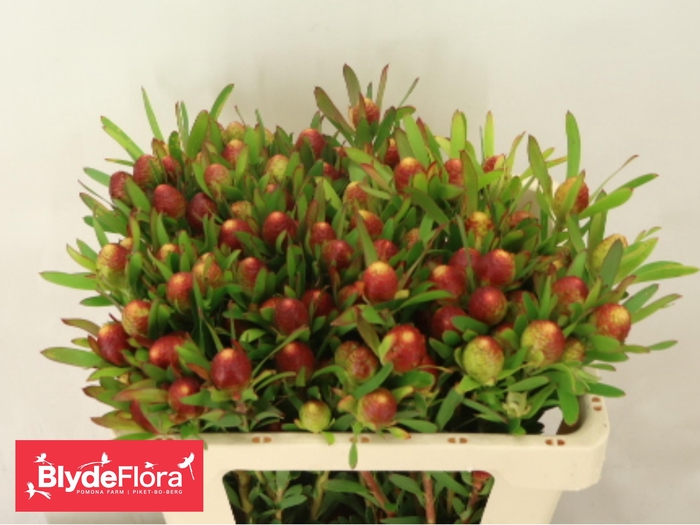 <h4>LEUCAD AYOBA CH PEAR</h4>
