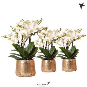 Kolibri Orchids Phalaenopsis Lausanne 6spike in luxury gold