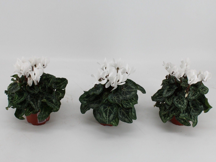 <h4>CYCL MD SUP ALLURE</h4>