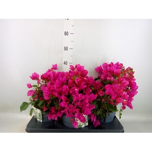 Bougainvillea  'Sanderiana'