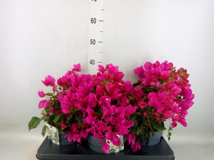 <h4>Bougainvillea  'Sanderiana'</h4>