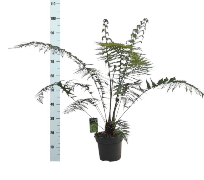 <h4>DICK ANTARCTICA</h4>