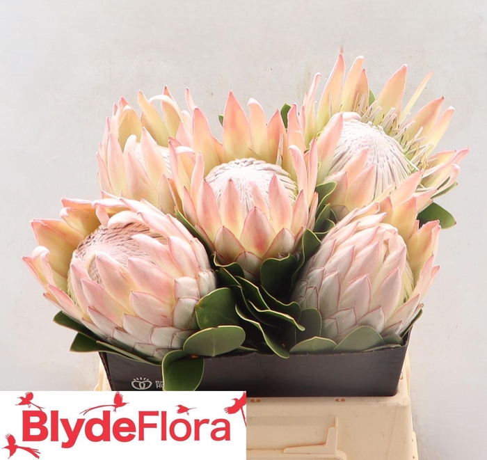 <h4>PROTEA CY LILLIAN</h4>