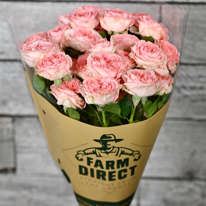 <h4>R TR FEMKE</h4>