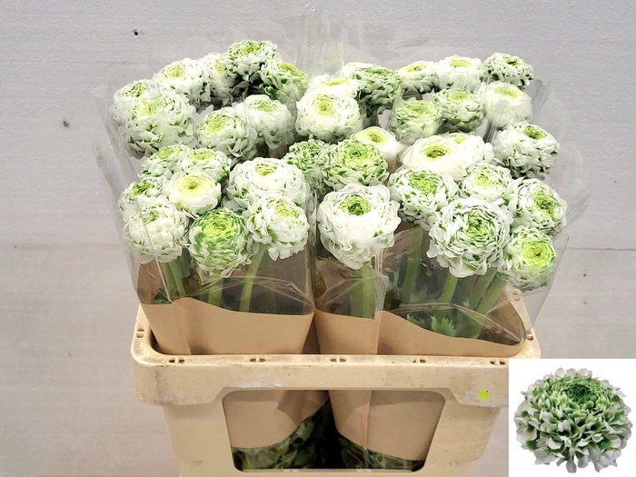 <h4>RAN PON PON IGLOO</h4>