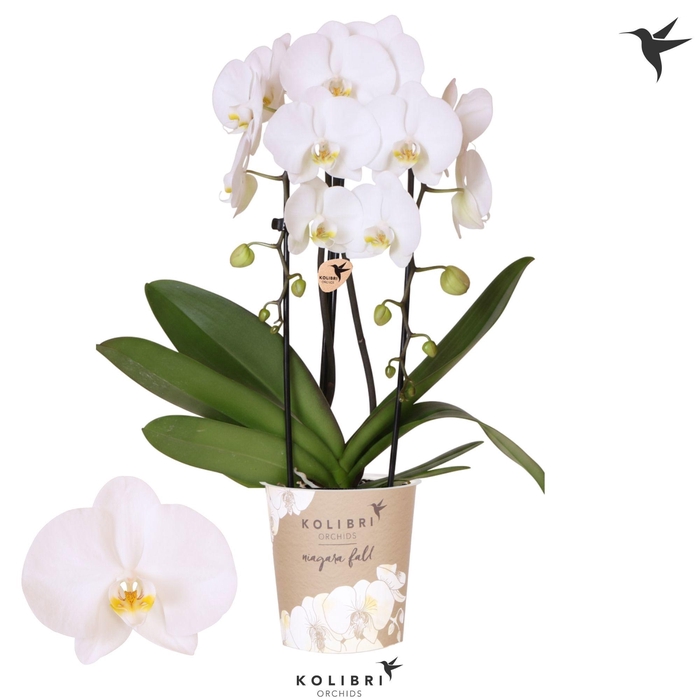 <h4>Kolibri Orchids Phalaenopsis Cascade Niagara Fall Middelbrough 2 spike</h4>