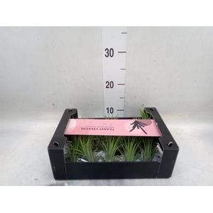 Tillandsia ionantha