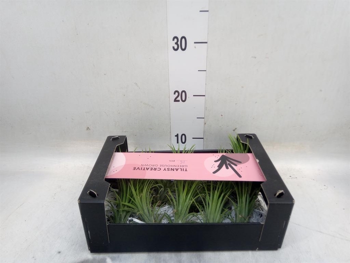 <h4>Tillandsia ionantha</h4>
