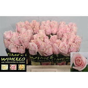ROSA GR 'SWEET AVALANCHE'