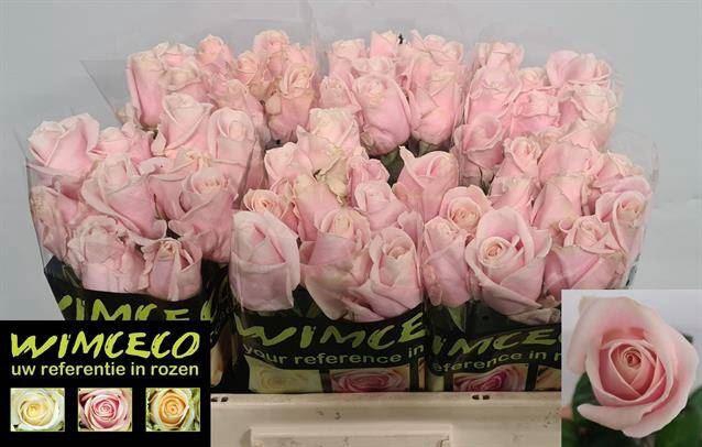 <h4>ROSA GR 'SWEET AVALANCHE'</h4>