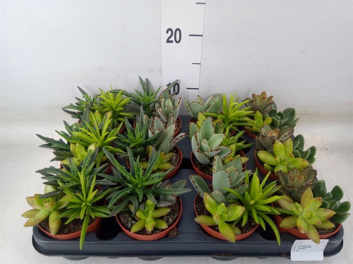 <h4>Succulents   ...</h4>