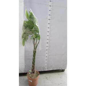 Pachira aquatica
