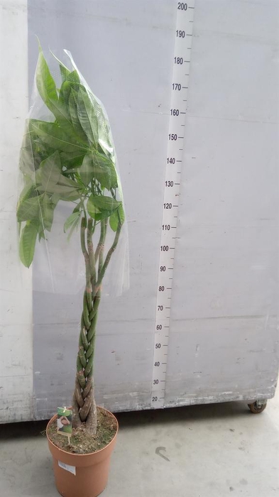 <h4>Pachira aquatica</h4>