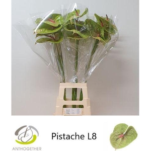 Anthurium Pistache