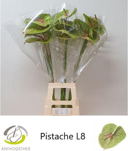 <h4>Anthurium Pistache</h4>