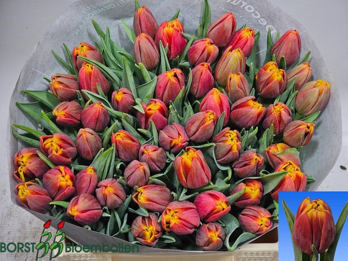 <h4>Tu Du Nyenrode</h4>